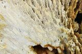 Agatized Fossil Coral - Florida #271631-1